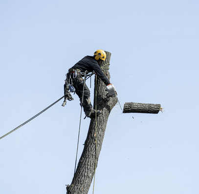 B&D Tree Service