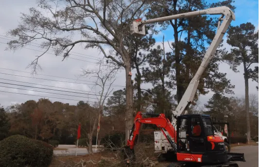 B&D Tree Service Pruning and Trimming service