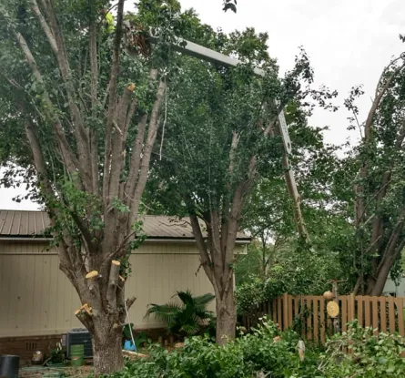 B&D Tree Service