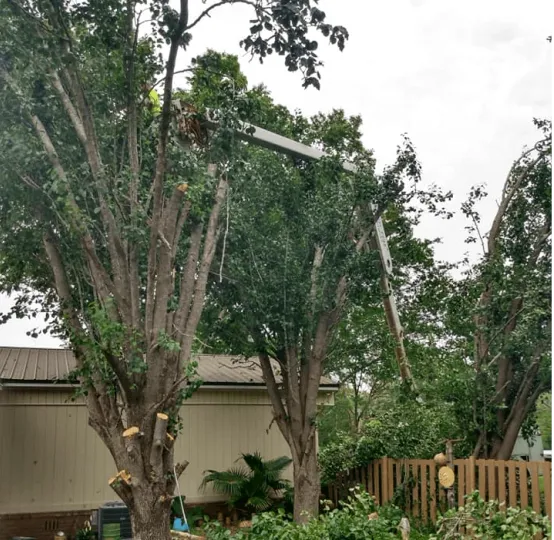B&D Tree Service